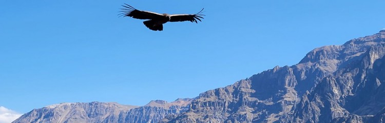 O Que Fazer no Cânion do Colca